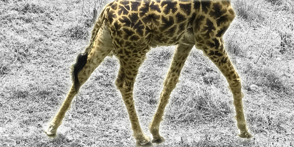 20230919 Giraffen Schritt